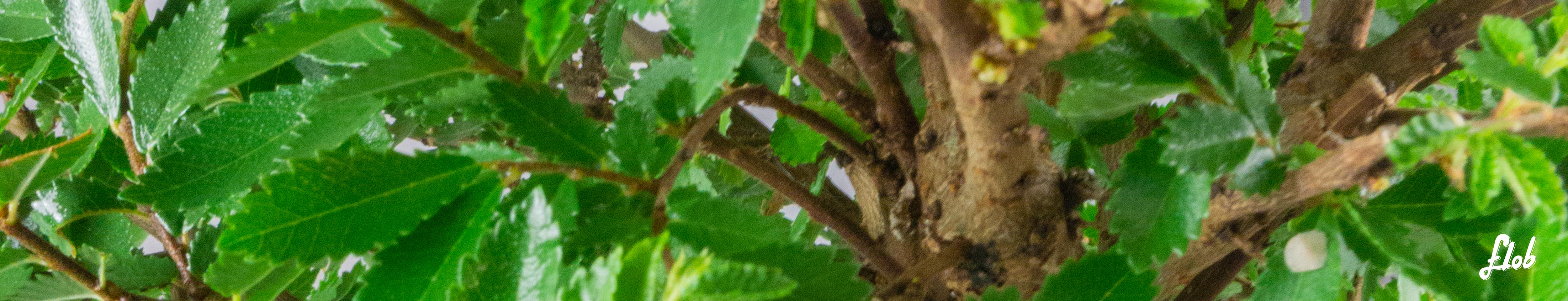 bonsai da fiore